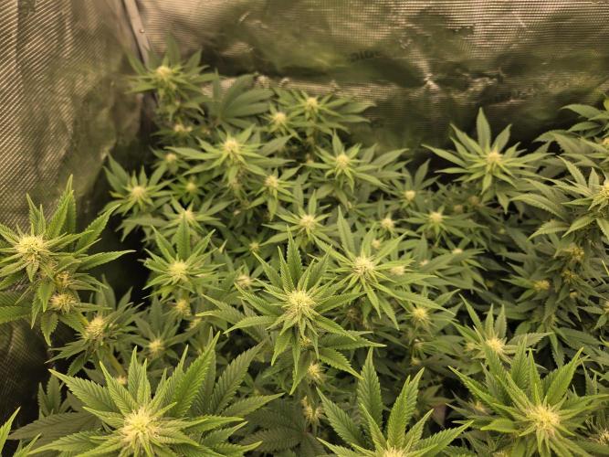 Purple Kush. Week 14 - 3.4  after fanleave removal