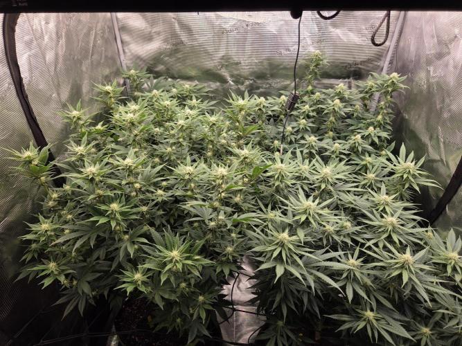 Purple Kush. Week 14 - 3.4  after fanleave removal