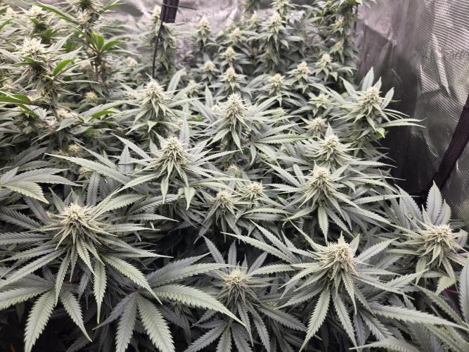 Purple Kush. Week 15