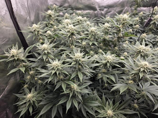 Purple Kush. Week 15