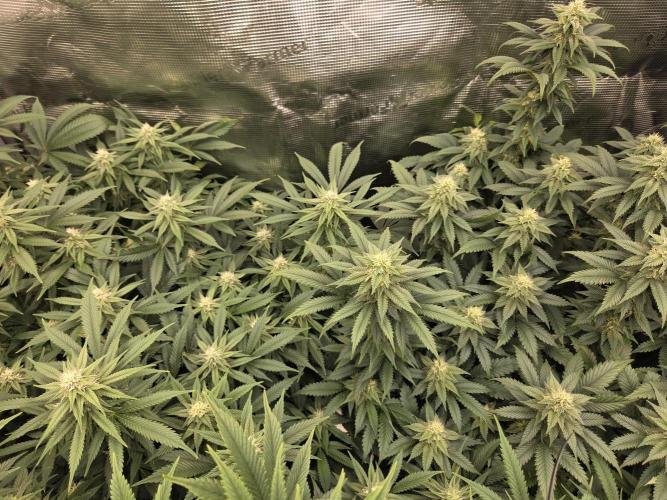 Purple Kush. Week 15