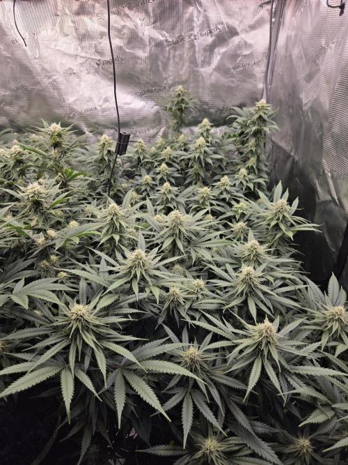 Purple Kush. Week 15