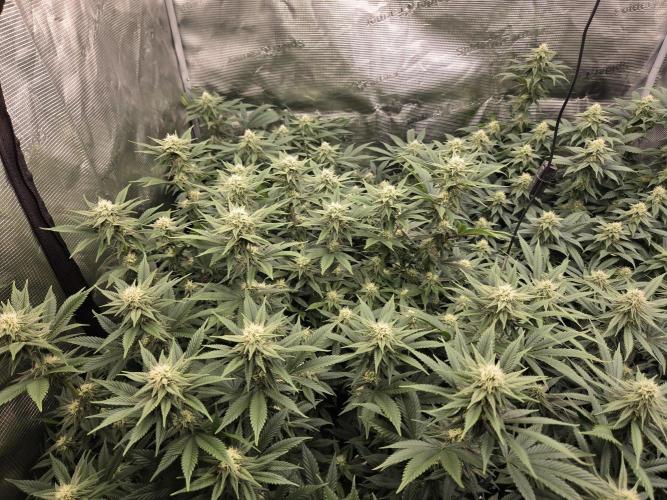 Purple Kush. Week 15