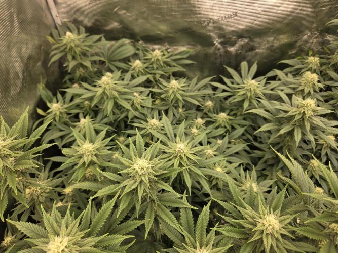 Purple Kush. Week 15