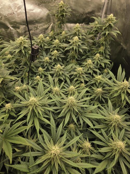 Purple Kush. Week 15