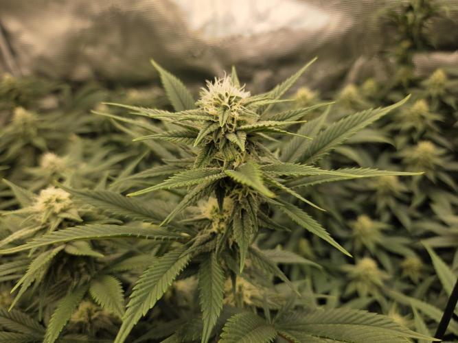 Purple Kush. Week 15