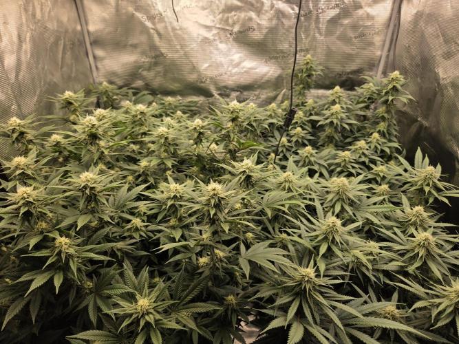 Purple Kush. Week 15