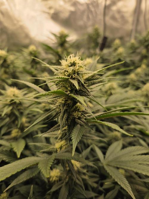 Purple Kush. Week 15