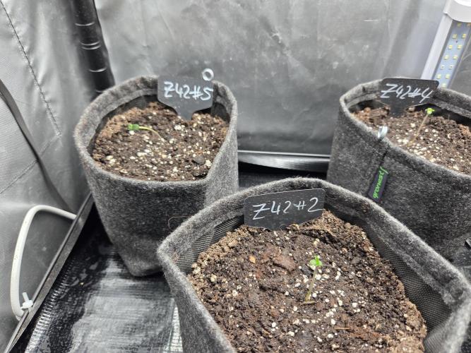 Z42 from FastBuds. Week 0 - 14.1