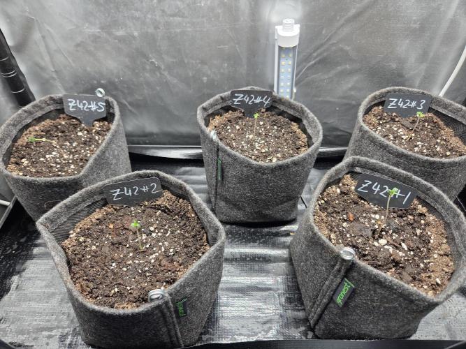 Z42 from FastBuds. Week 0 - 14.1