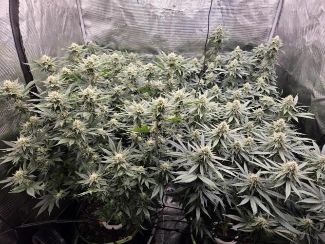 Purple Kush. Week 16 - Day 34 of Flower