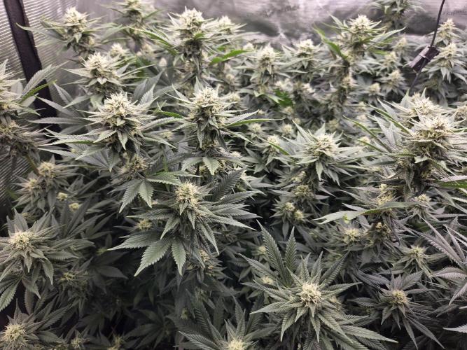 Purple Kush. Week 16 - Day 34 of Flower