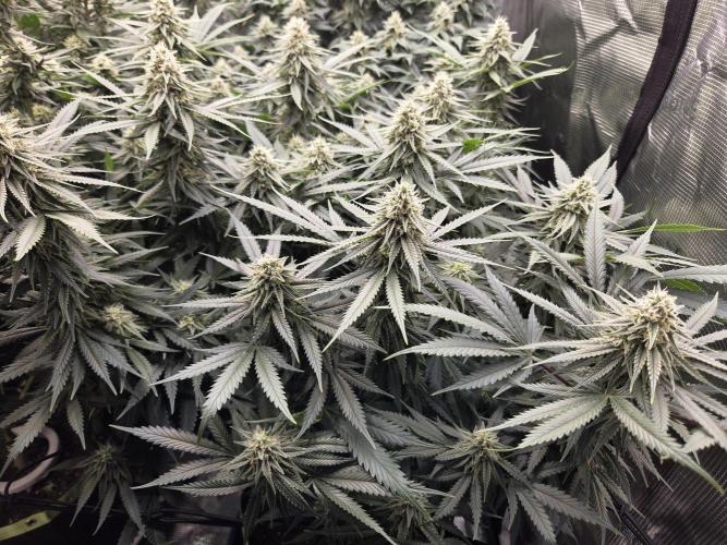Purple Kush. Week 16 - Day 34 of Flower