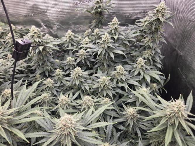 Purple Kush. Week 16 - Day 34 of Flower
