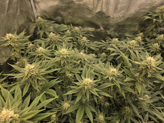 Purple Kush. Week 16 - Day 34 of Flower