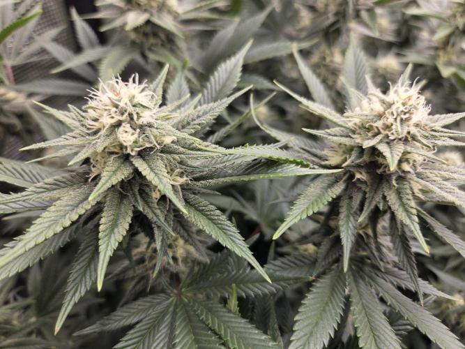 Purple Kush. Week 16 - Day 34 of Flower
