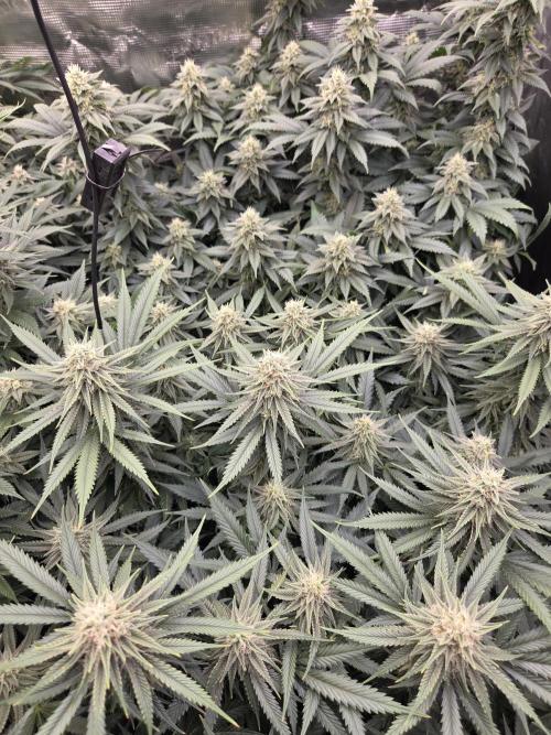 Purple Kush. Week 16 - Day 34 of Flower