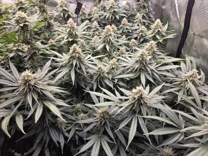 Purple Kush. Week 17 - Day 42