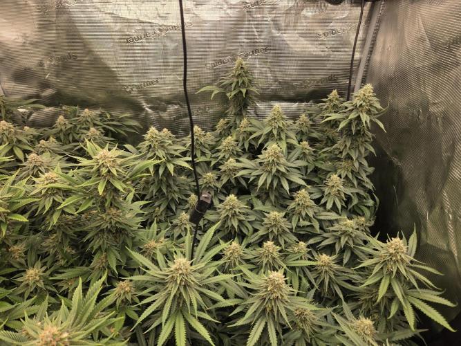 Purple Kush. Week 17 - Day 42