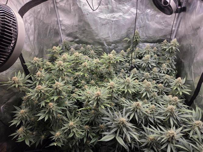 Purple Kush. Week 17 - Day 42