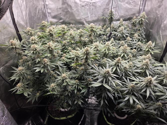 Purple Kush. Week 17 - Day 42