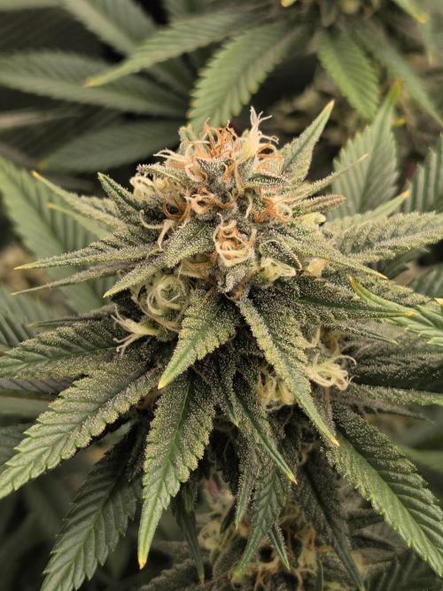 Purple Kush. Week 17 - Day 42