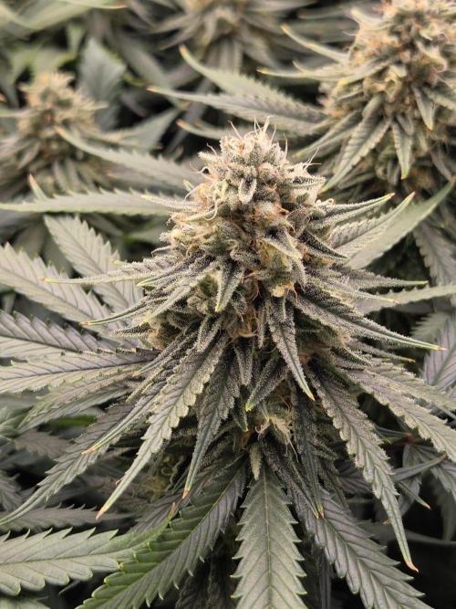 Purple Kush. Week 17 - Day 42