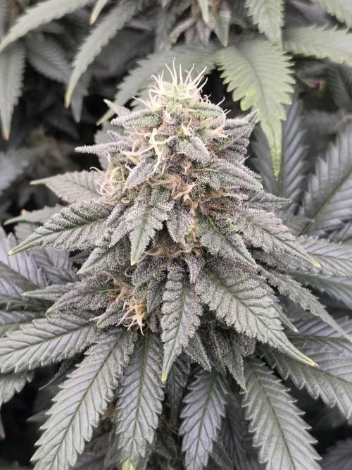 Purple Kush. Week 17 - Day 42