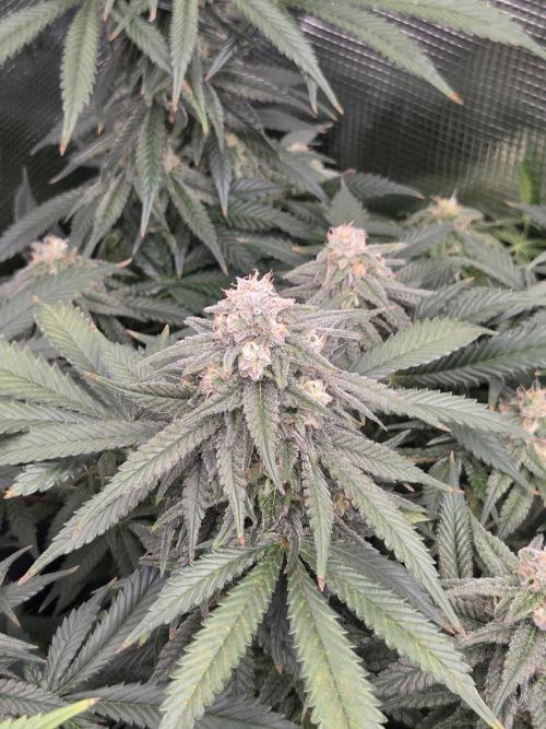 Purple Kush. Week 17 - Day 42