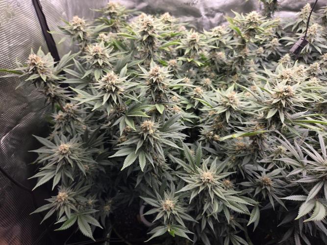 Purple Kush. Week 17