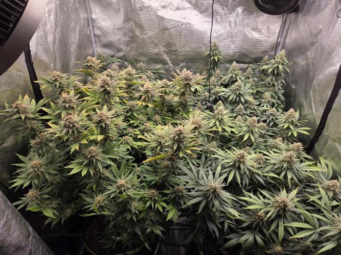 Purple Kush. Week 18 - Day 50 