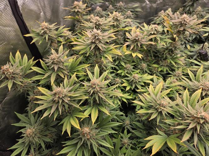 Purple Kush. Week 18 - Day 50 
