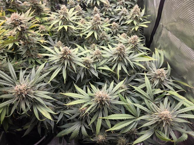 Purple Kush. Week 18 - Day 50 