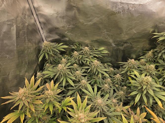 Purple Kush. Week 18 - Day 50 