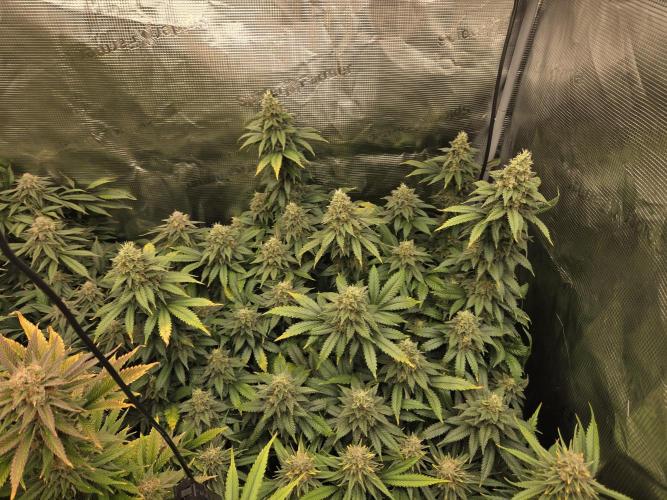 Purple Kush. Week 18 - Day 50 