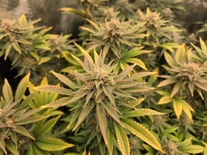 Purple Kush. Week 18 - Day 50 