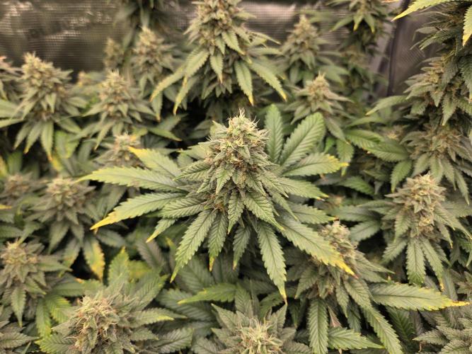 Purple Kush. Week 18 - Day 50 