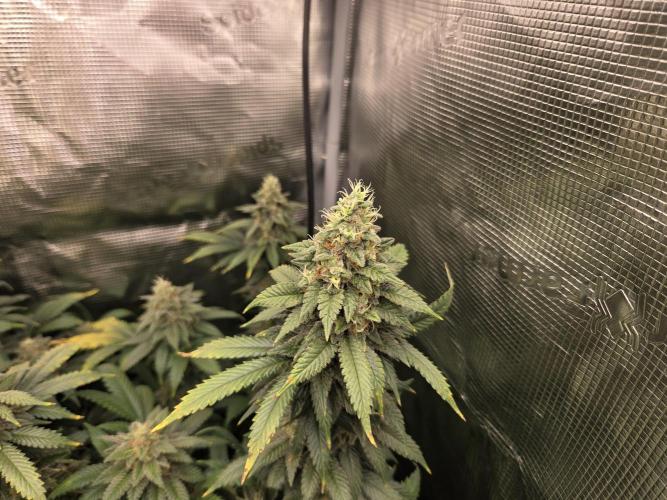 Purple Kush. Week 18 - Day 50 