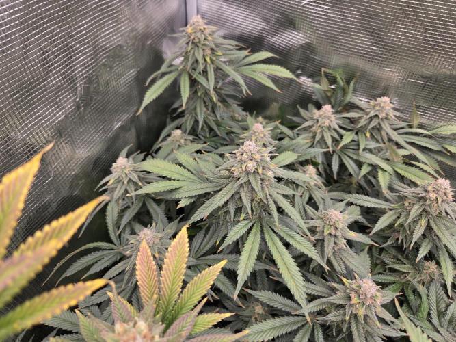 Purple Kush. Week 18 - Day 50 
