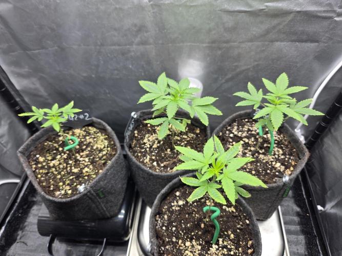 Z42 from FastBuds. Week 3 - 7.5