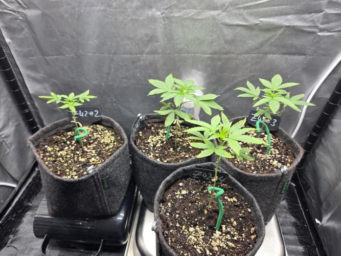 Z42. Week 3