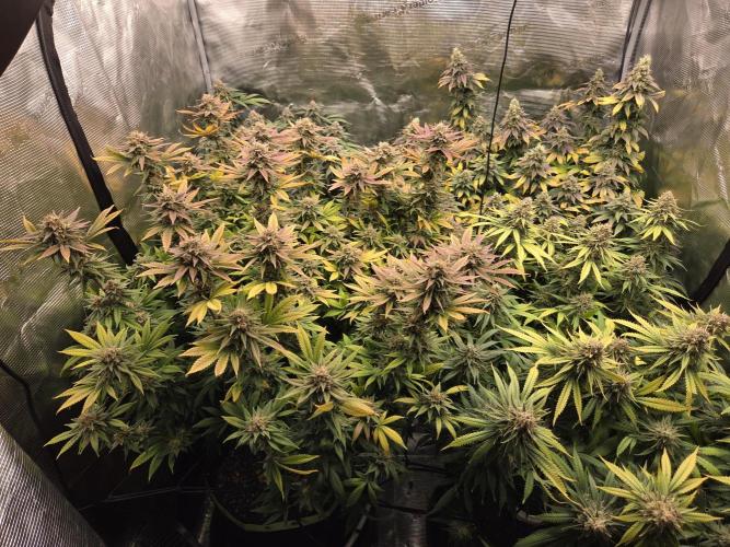 Purple Kush. Week 19 - 9.5