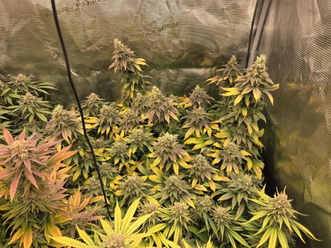 Purple Kush. Week 19 - 9.5
