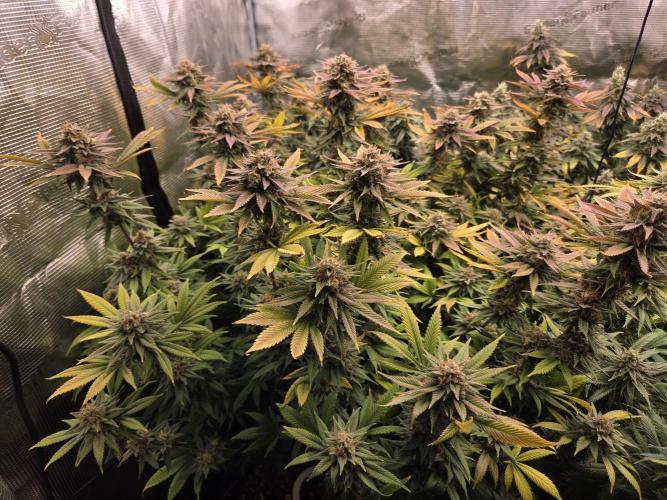 Purple Kush. Week 19 - 9.5