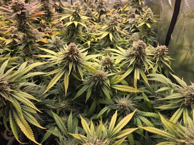 Purple Kush. Week 19 - 9.5