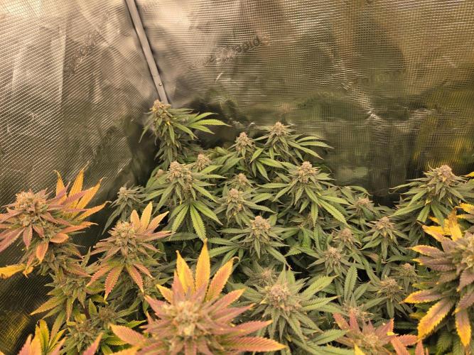 Purple Kush. Week 19 - 9.5