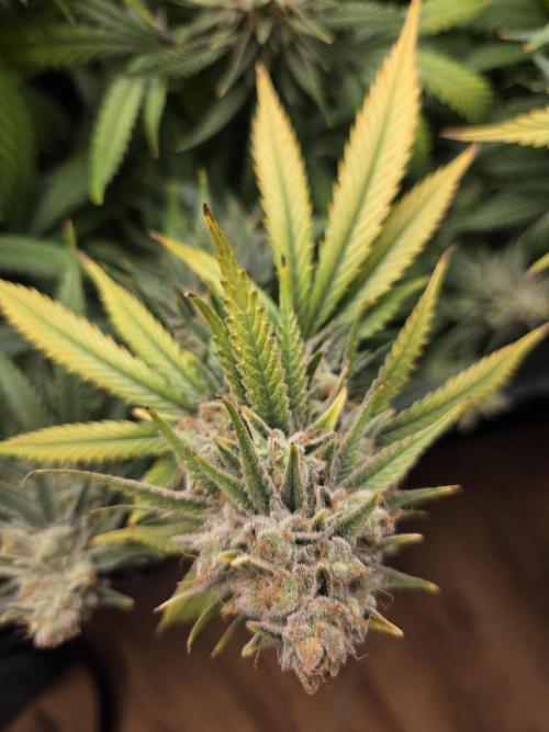 Purple Kush. Week 19 - 9.5