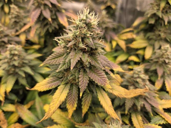 Purple Kush. Week 19