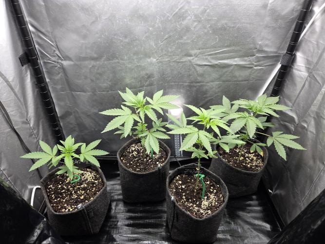 Z42 from FastBuds. Week 4 - 13.5