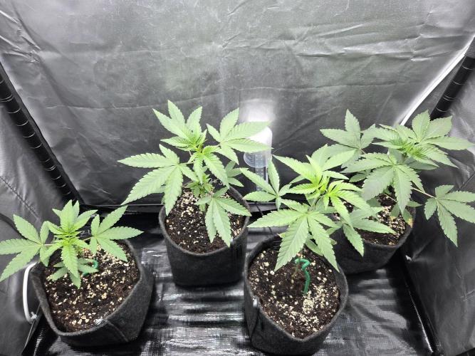 Z42 from FastBuds. Week 4 - 13.5